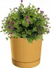 A potted plant with green leaves and small purple flowers in a yellow pot with a saucer. Anteprima dell’immagine prodotto