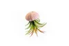 Gardners Medusa ROSE s Tillandsií ionantha green Náhled obrázku produktu 1