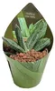 Kaktus-Kobra – Opuntia reticulata "Cobra" – ein Produktbild-Vorschau 3