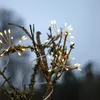 Outdoor-Lichterkette Flower 96 LEDs Timer L 210cm Produktbild-Vorschau 3