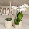 Kolibri Home | Diamond Pearl Dekotopf - Travertine - Ø6cm Produktbild-Vorschau 5
