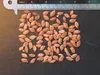 Carambola (Averrhoa carambola)  - 10 pezzi Anteprima dell’immagine prodotto 3