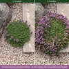 Stauden Gänge 100 x Thymus praecox 'Minor' im 9 x 9 cm Topf Produktbild-Vorschau 4