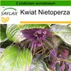 SAFLAX - Kwiat Nietoperza - 10 Nasiona - Z podłożem Podgląd zdjęcia produktu 8