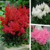 Stauden Gänge 3 x Astilbe arendsii Kollektion - Produktbild-Vorschau 1