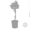 Bloomique - 2er Set - Olea Europaea - Olivenbaum Echt - Produktbild-Vorschau 3