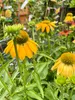 6 x Echinacea purpurea 'Cheyenne Spirit' - Sonnenhut - Topf Produktbild-Vorschau 4