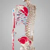 A detailed anatomical model of a human skeleton, showing bones and muscle attachments. Produktbild-Vorschau