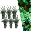 Plants by Frank | 6 Eiben Pflanzen | Taxus Baccata | Produktbild-Vorschau 1