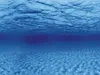 Achterwand voor aquarium, wortels, 60x30 cm, met boommotief Productafbeelding-voorbeeld 5