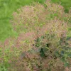 Keř parukovník – Cotinus coggygria 'Young Lady' | 40–60 cm Náhled obrázku produktu 2