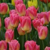 Tulipano Tom Pouce (7 bulbi) | Bulbi di tulipano di Sam van Anteprima dell’immagine prodotto 3