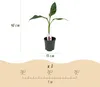 Green boutiQ - Plante fruitière - Bananiers - Musa Voir les images du produit 3