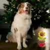 Sonnenblumen-Deko – Geschenk für Damen und Herren – Produktbild-Vorschau 4