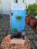 Thuja Plicata Whipcord - Żywotnik olbrzymi szczepiony Podgląd zdjęcia produktu 2
