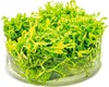 Teichlebermoos - Riccia fluitans Port. Produktbild-Vorschau 2