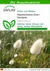 SAFLAX - Hasenschwanz-Gras / Samtgras - Lagurus ovatus - Produktbild-Vorschau 1