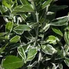 2 x  Japanspindel  - Euonymus japonicus 'Susan'  | 20-30 cm Produktbild-Vorschau 2