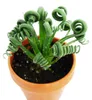 Albuca spiralis "Frizzle Sizzle" - Neobvyklá rastlina Náhľad obrázku produktu 1