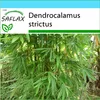 SAFLAX Darčeková sada - kalkatský bambus - Dendrocalamus Náhľad obrázku produktu 6