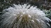 Stauden Gänge 5 x Pennisetum alopecuroides im 1 Liter Topf Produktbild-Vorschau 6