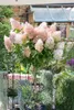 A flowering hydrangea plant in a garden setting, with a greenhouse and brick wall in the background. Produktbild-Vorschau