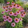 Echinacea p. Magnus 3er Set, rosafarben, orangebraun, 20 cm Produktbild-Vorschau 1