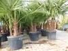 Trachycarpus Fortunei Gruppe mehrstämmig Palme, winterhart Produktbild-Vorschau 5