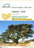 SAFLAX - Libanon - Cedr - Cedrus libani - 20 Semena Náhled obrázku produktu 1