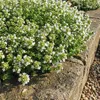 6x Thymus praecox Albiflorus P9 H20 Produktbild-Vorschau 5