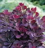Perückenstrauch ´ROYAL PURPLE´ 40-50 cm, Cont. 2,5 l Produktbild-Vorschau 4