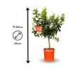 Mandarinier Satsuma - agrume méditerranéen - arbre fruitier Voir les images du produit 3