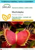 SAFLAX Dárková sada - Mucholapka - Dionaea muscipula - 10 Náhled obrázku produktu 1