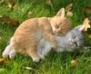 Figurine de jardin Figurine décorative Deux chats qui Voir les images du produit 2