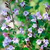 6 x Kleinblütige Bergminze  - Calamintha nepeta 'Marvelette Produktbild-Vorschau 1