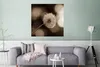 MuchoWow® Poster Sepia-Fotodruck Löwenzahn 75x75 cm - Wand Produktbild-Vorschau 5
