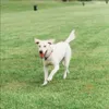 Palla Chuckit! Palla Breathe Right Fetch Palla di recupero Anteprima dell’immagine prodotto 9