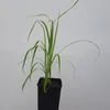 A young plant in a black pot against a plain white background. Náhled obrázku produktu