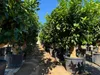 A row of potted citrus trees in a nursery or garden center. Produktbild-Vorschau