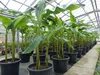 Bananenstaude als 3er Gruppe  Banane Musa Basjoo 220 cm Produktbild-Vorschau 4