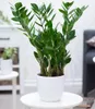 BALDUR Garten 1x Zamioculcas ca. 55-65 cm hoch, Pflanze im Produktbild-Vorschau 1