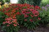 Stauden Gänge 3 x Echinacea purpurea 'Lakota Red' - Roter Produktbild-Vorschau 2