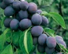 A close-up view of a branch laden with ripe plums, with green leaves and a blurred green background. Produktbild-Vorschau