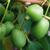 Actinidia Kokuwa bisessuale 2L Anteprima dell’immagine prodotto 1