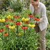 Kaiserkronen Knollen Mehrjährig - Fritillaria Imperialis Produktbild-Vorschau 4