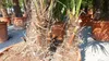Palmengruppe Trachycarpus Fortunei Palme mehrstämmig, Produktbild-Vorschau 7