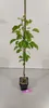 Pyrus communis 'Conference', Birnbaum, 1,5 litri-Topf Anteprima dell’immagine prodotto 4