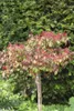 Viburnum plicatum 'Watanabe', Japanischer Schneeball, weiß, Produktbild-Vorschau 7