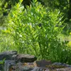 Bloomique - Zestaw 3 szt. - Levisticum Officinale - Lubczyk Podgląd zdjęcia produktu 3