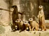 Calvendo Erdmännchen gemeinsam auf Wachposten 2000 Teile Produktbild-Vorschau 2